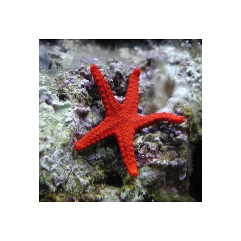 Fromia Milleporella oder der Poren-Seestern