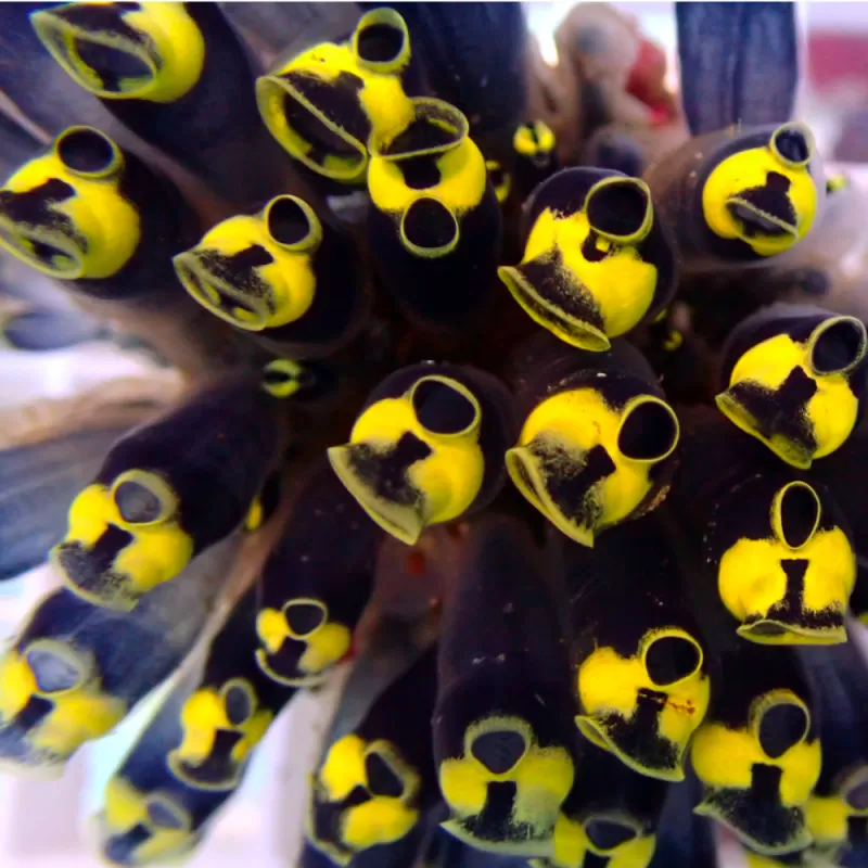 Clavelina Robusta Gelbe Köpfe der Größe M (Seescheide)? | Coralandfishstore.nl