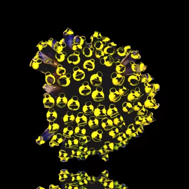 Clavelina Robusta Yellow M-size (zakpijp)
