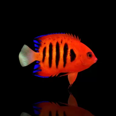Möchten Sie Centropyge Loricula kaufen?| Coralandfishstore.nl