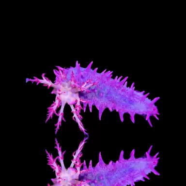 Colochirus Crassus | Coralandfishstore.nl