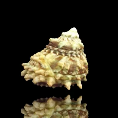 Möchten Sie eine Astrea caelata-Schnecke kaufen? | Coralandfishstore.nl