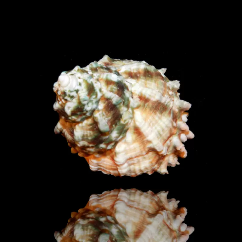 Möchten Sie eine Astrea caelata-Schnecke kaufen? | Coralandfishstore.nl