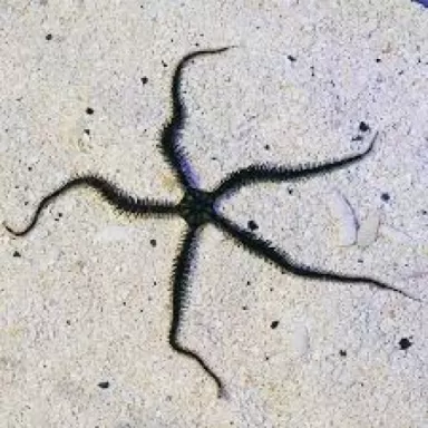 Möchten Sie Ophiocoma echinata Schlangenstern kaufen? | Coralandfishstore.nl