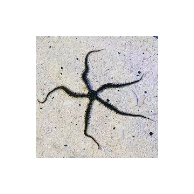 Möchten Sie Ophiocoma echinata Schlangenstern kaufen? | Coralandfishstore.nl