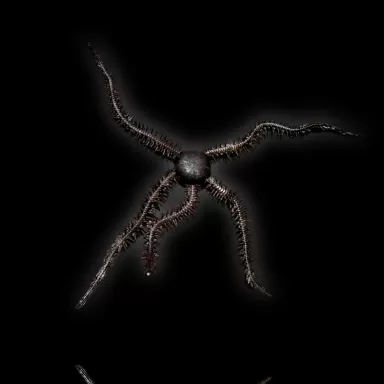 Möchten Sie Ophiocoma echinata Schlangenstern kaufen? | Coralandfishstore.nl