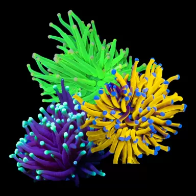 Kaufen Sie Euphyllia Glabrescens Ultra Pack | Coralandfishstore.nl