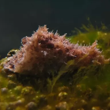  Dolabella Auricularia 