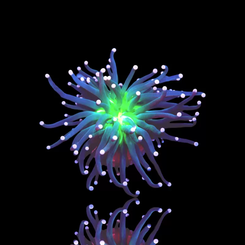 Kaufen Sie Euphyllia Cristata Joker | Coralandfishstore.nl