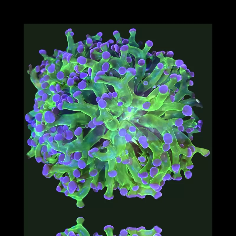 Euphyllia paradivisa Groen kopen? | Coralandfishstore.nl