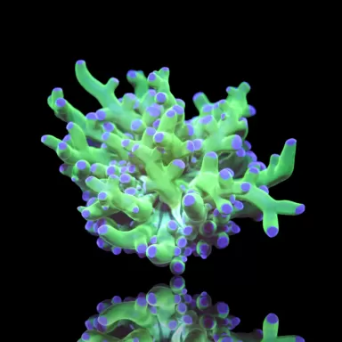 Kaufen Sie Euphyllia Glabrescens Ultra Pack | Coralandfishstore.nl