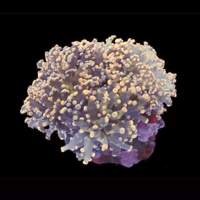 Euphyllia paradivisa Pack (3 kleuren) kopen | Coralandfishstore.nl