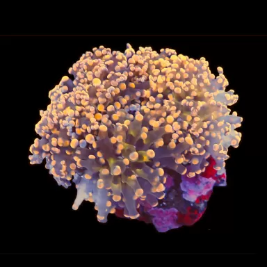 Euphyllia paradivisa Pack (3 kleuren) kopen | Coralandfishstore.nl