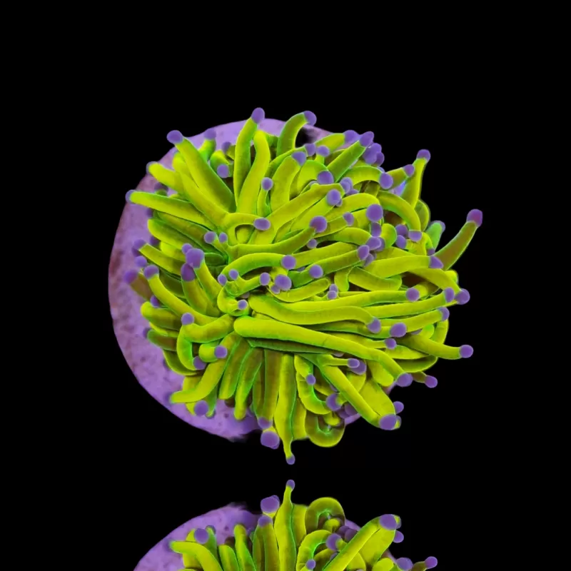 Euphyllia Glabrescens Holy Grail  kopen | Coralandfishstore.nl