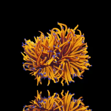 Kaufen Sie Euphyllia Glabrescens 24K Ultra Orange | Coralandfishstore.nl