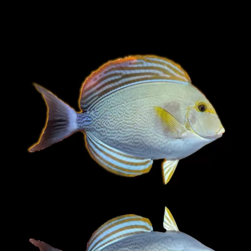 Acanthurus Xanthopterus | Coralandfishstore.nl