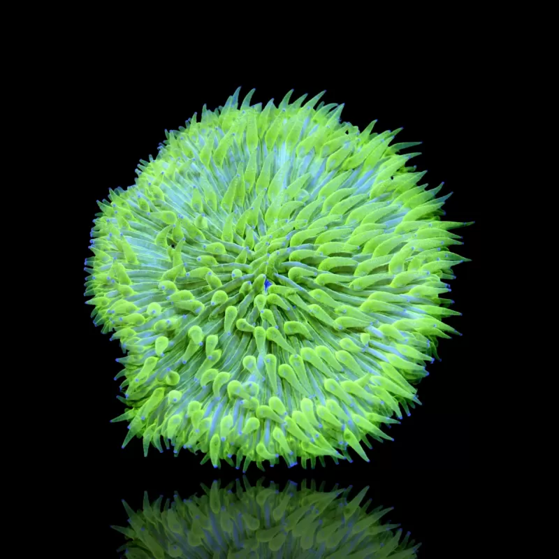 Kaufen Sie Fungia Ultra Green | Coralandfishstore.nl