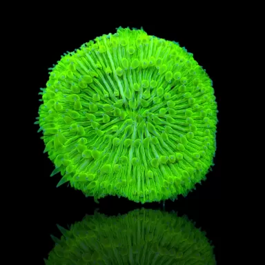Kaufen Sie Fungia Ultra Green | Coralandfishstore.nl