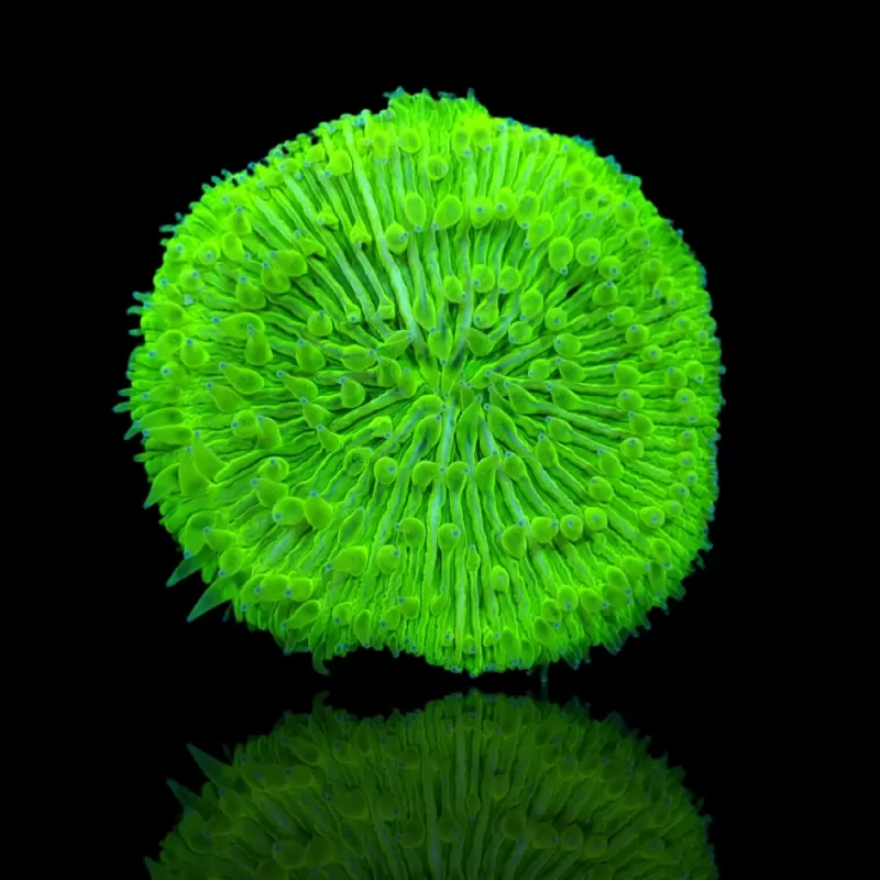Kaufen Sie Fungia Ultra Green | Coralandfishstore.nl