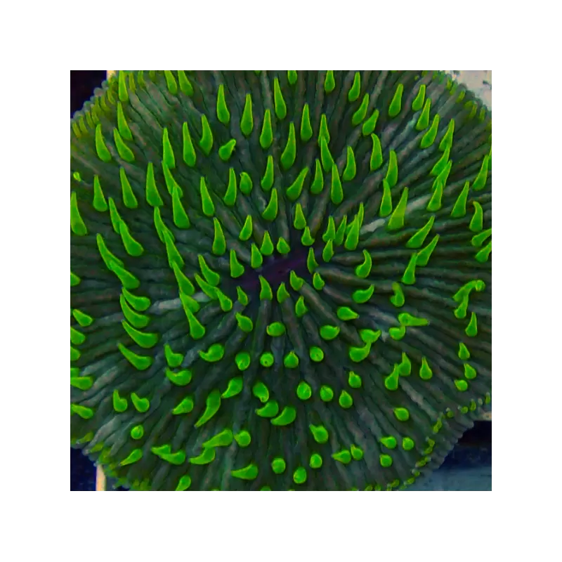 Fungia Sp Green kopen | Coralandfishstore.nl