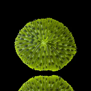 Kaufen Sie Fungia Sp Green | Coralandfishstore.nl