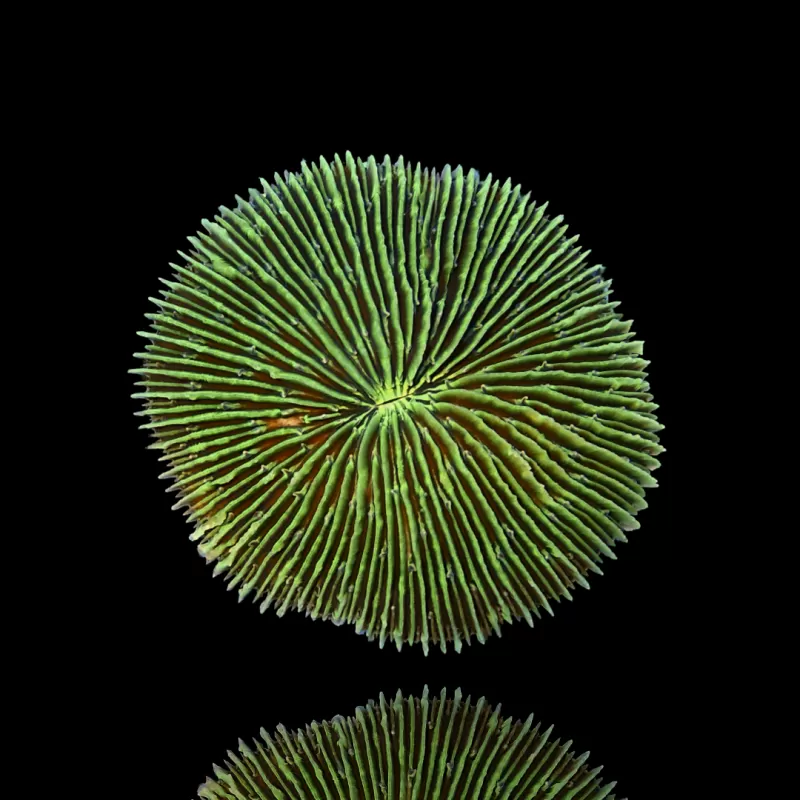 Kaufen Sie Fungia Sp Green | Coralandfishstore.nl