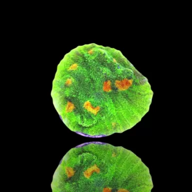 Möchten Sie Mycedium Chalice Space Inverter kaufen? | Coralandfishstore.nl