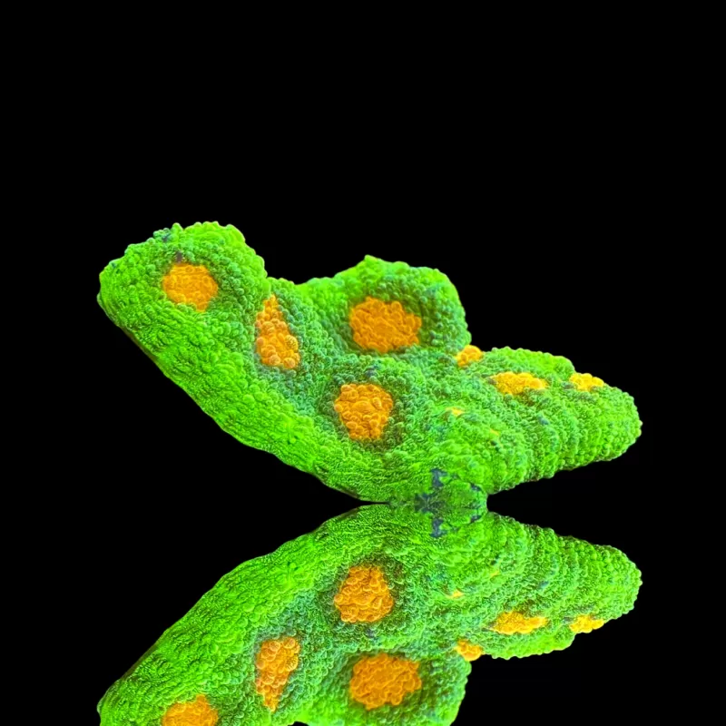 Möchten Sie Mycedium Chalice Space Inverter kaufen? | Coralandfishstore.nl