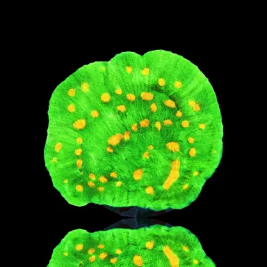 Möchten Sie Mycedium Chalice Space Inverter kaufen? | Coralandfishstore.nl