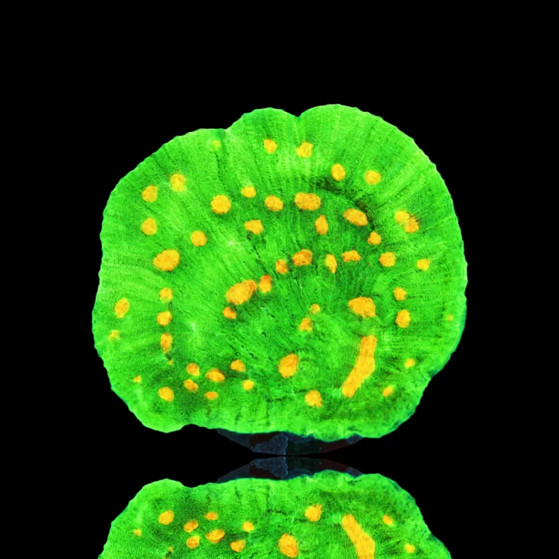 Möchten Sie Mycedium Chalice Space Inverter kaufen? | Coralandfishstore.nl