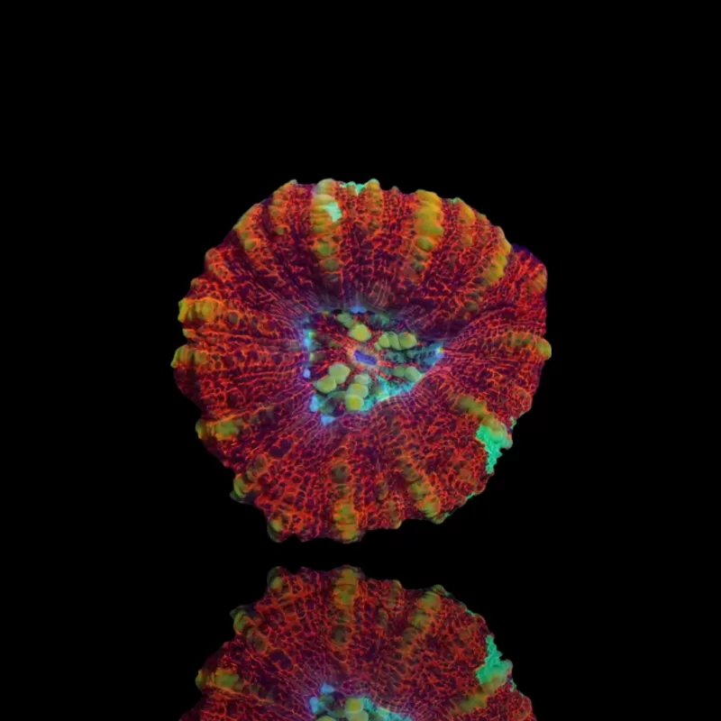 Scolymia WA Mini  Ultra kopen | Coralandfishstore.nl