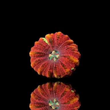 Kaufen Sie Scolymia WA Mini Green | Coralandfishstore.nl