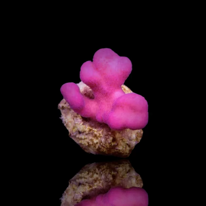 Stylophora Pistillata Pink Tonga kopen? | Coralandfishstore