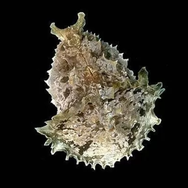 Dolabella Auricularia oder der Seehase ist ideal gegen eine Alpenplage.