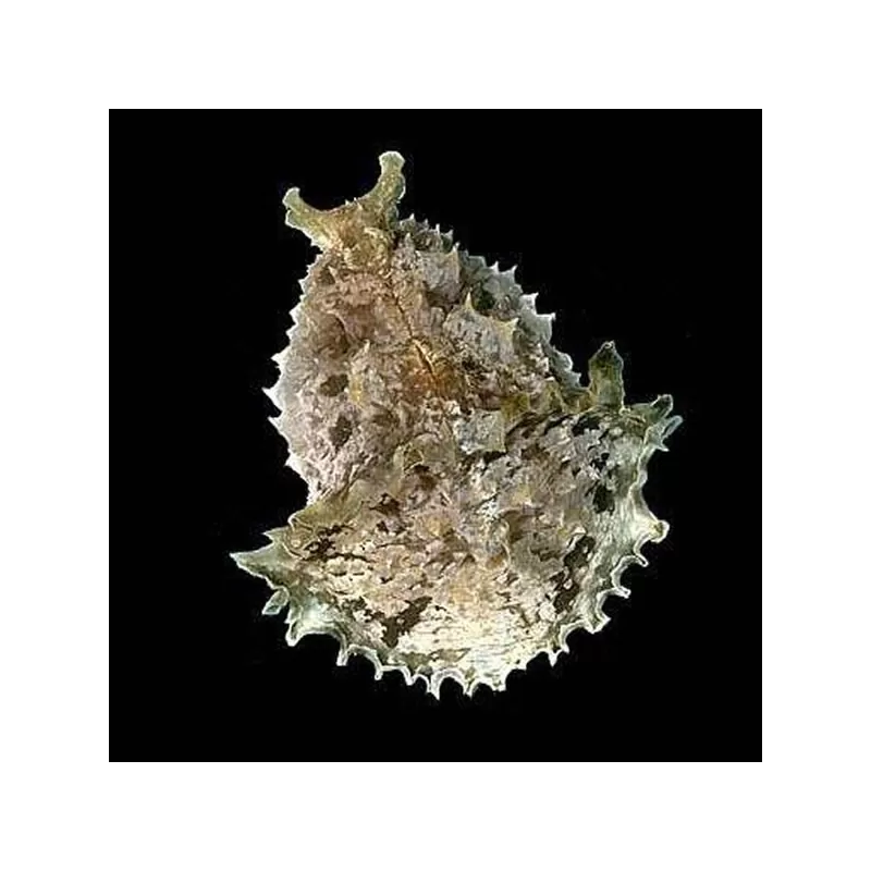 Dolabella Auricularia oder der Seehase ist ideal gegen eine Alpenplage.