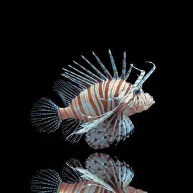 Pterois Volitans - De grote koraalduivel