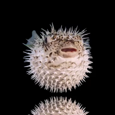 Möchten Sie Diodon Hystrix Igel kaufen? | Coralandfishstore.nl