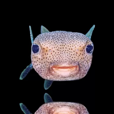 Möchten Sie Diodon Hystrix Igel kaufen? | Coralandfishstore.nl