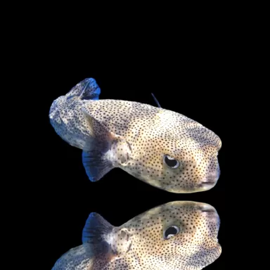 Möchten Sie Diodon Hystrix Igel kaufen? | Coralandfishstore.nl