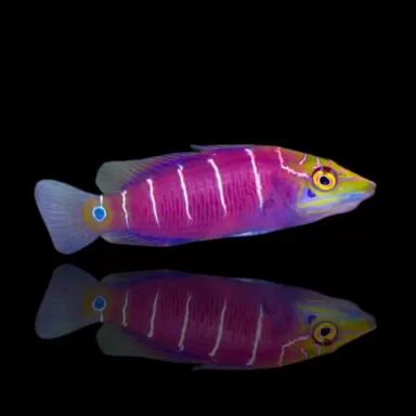 pseudocheilinus occelatus, mysteriöser Lippfisch