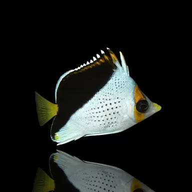 Möchten Sie Chaetodon Tinkeri kaufen? | Coralandfishstore.nl