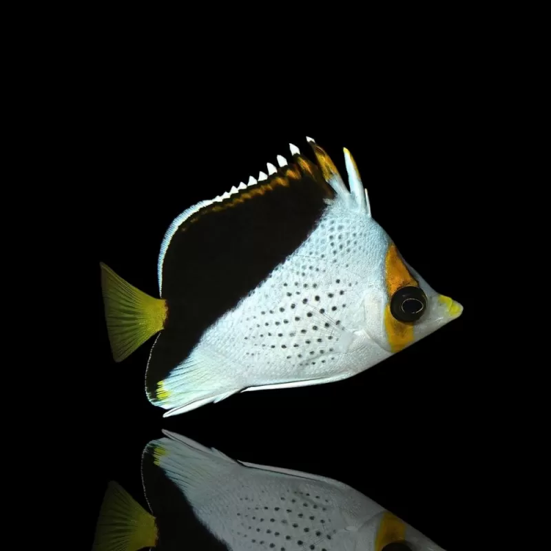 Möchten Sie Chaetodon Tinkeri kaufen? | Coralandfishstore.nl