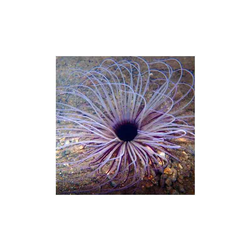 Kaufen Sie Pachycerianthus Orange | Coralandfishstore.nl