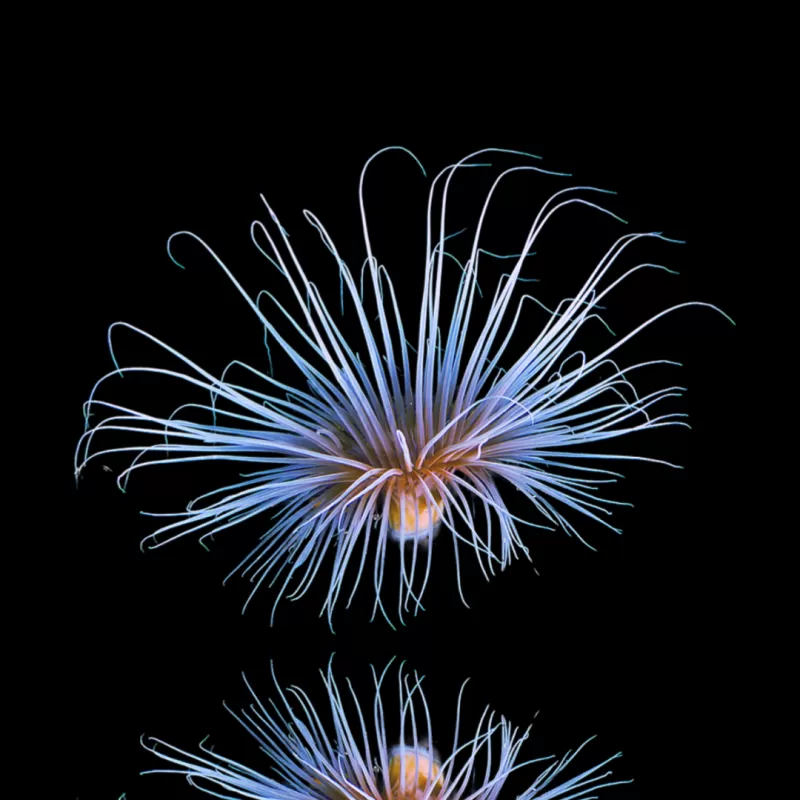 Kaufen Sie Pachycerianthus Orange | Coralandfishstore.nl