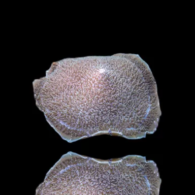 Möchten Sie Amplexidiscus Fenestrafer kaufen? l Coralandfishstore.nl