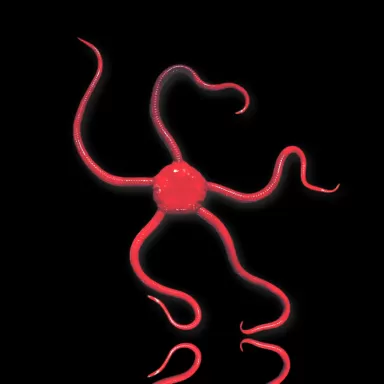 Ophioderma Rubicundum bestellen? l Coralandfishstore.nl