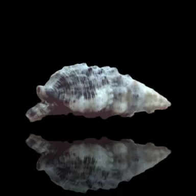 Cerithium sp. kaufen? | Coralandfishstore.nl