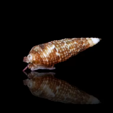 Cerithium sp. kaufen? | Coralandfishstore.nl