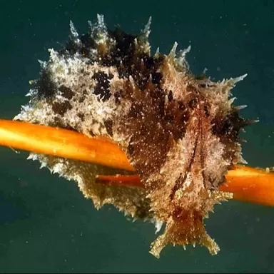 Dolabella Auricularia oder der Seehase ist ideal gegen eine Alpenplage.