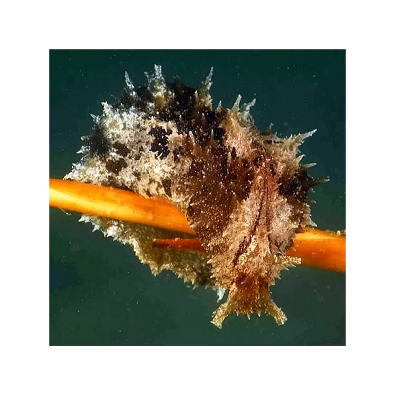 Dolabella Auricularia oder der Seehase ist ideal gegen eine Alpenplage.